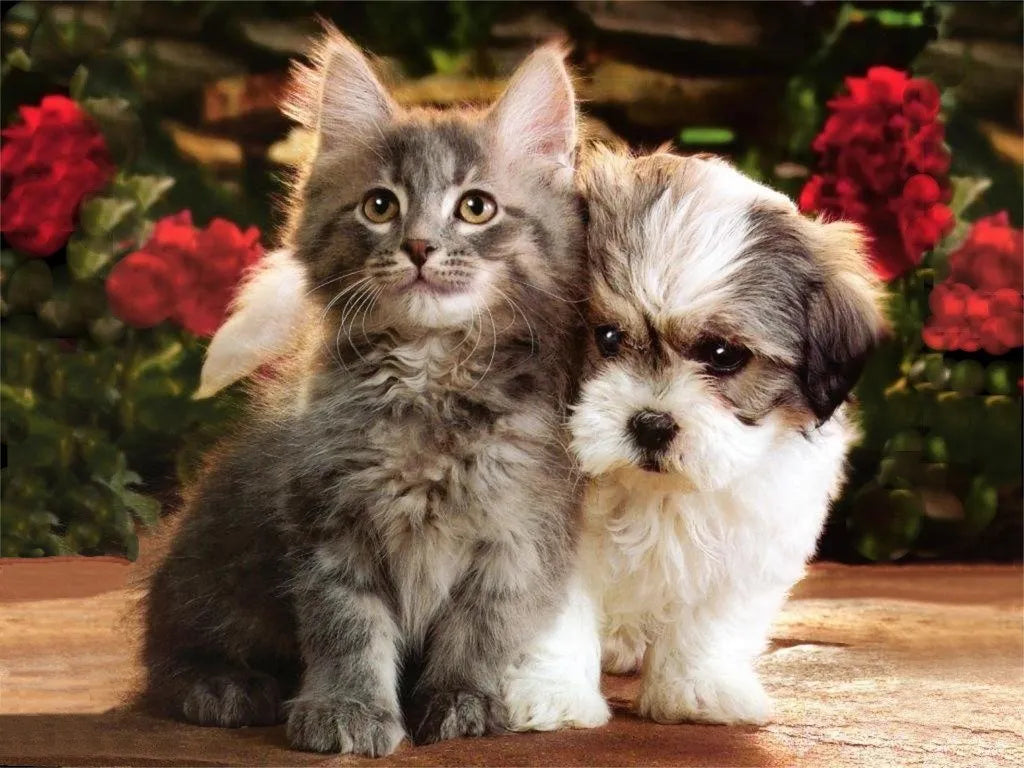 How to make your cat and dog get along - PetsCura