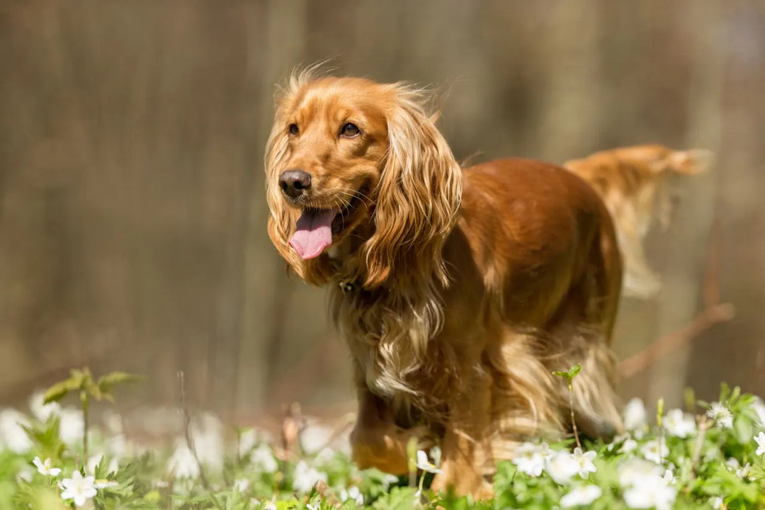 What Makes Cocker Spaniels awesome? - PetsCura