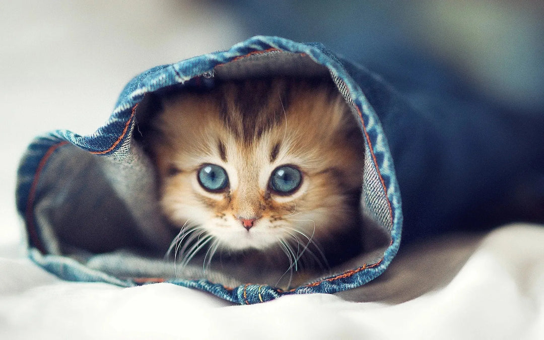 Cutest Cat Pictures on the internet today! - PetsCura