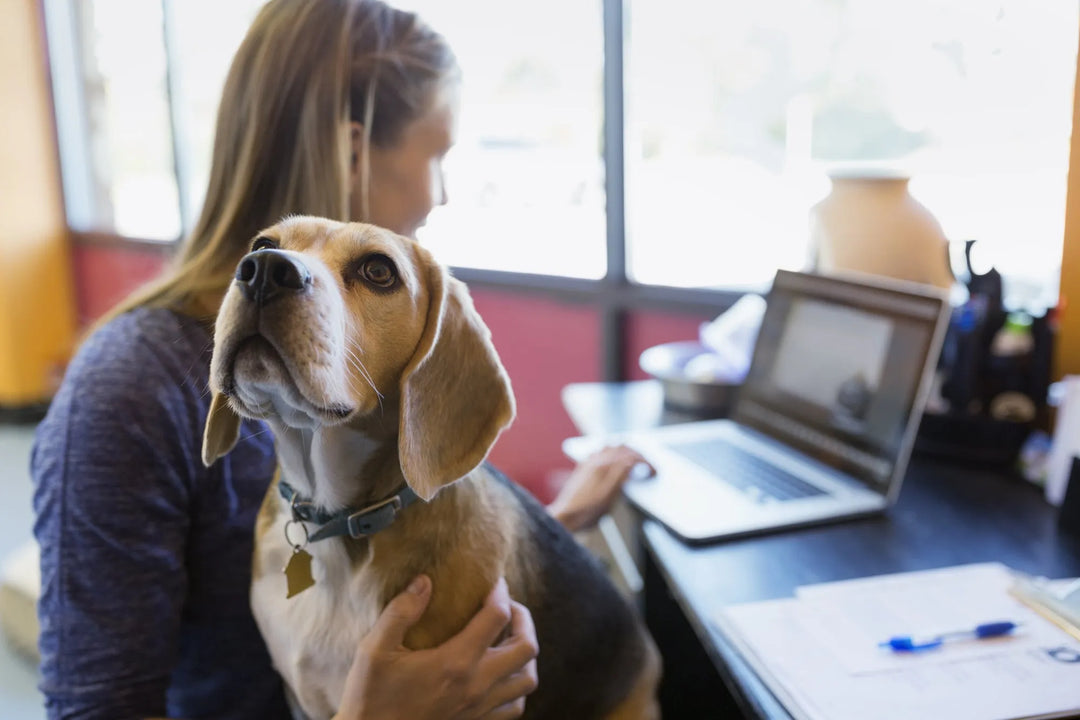 Reasons to allow Pets at your Workplace - PetsCura