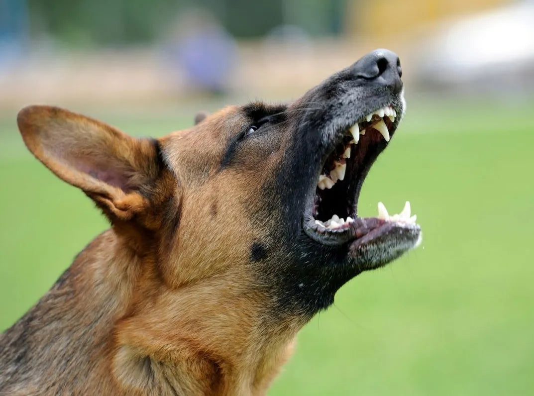 Why does your Pet behave Aggressively? - PetsCura