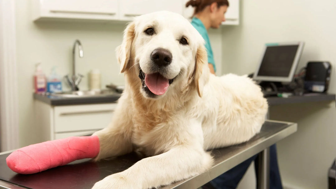 Things to Avoid when taking your Pet to a Vet! - PetsCura