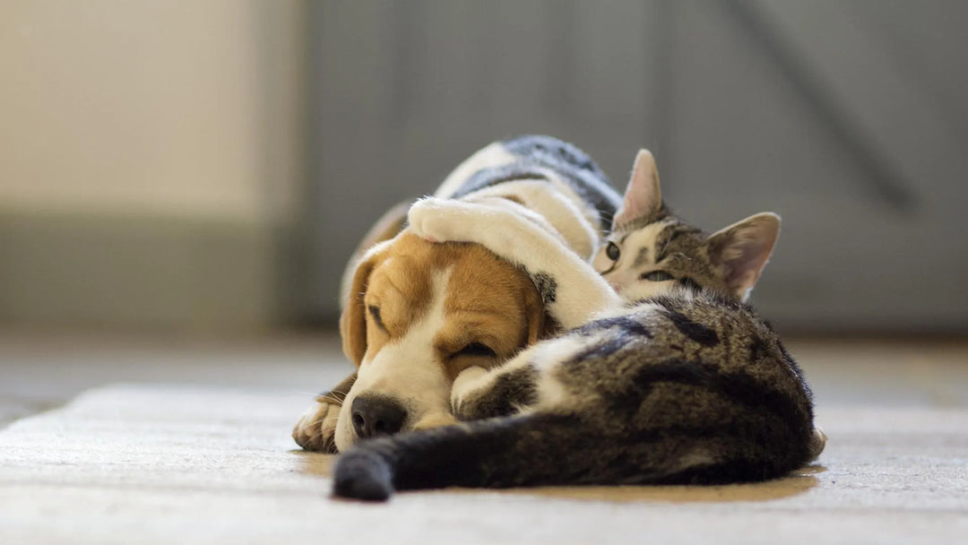 5 Things You Didn’t Know About Pet Adoption - PetsCura