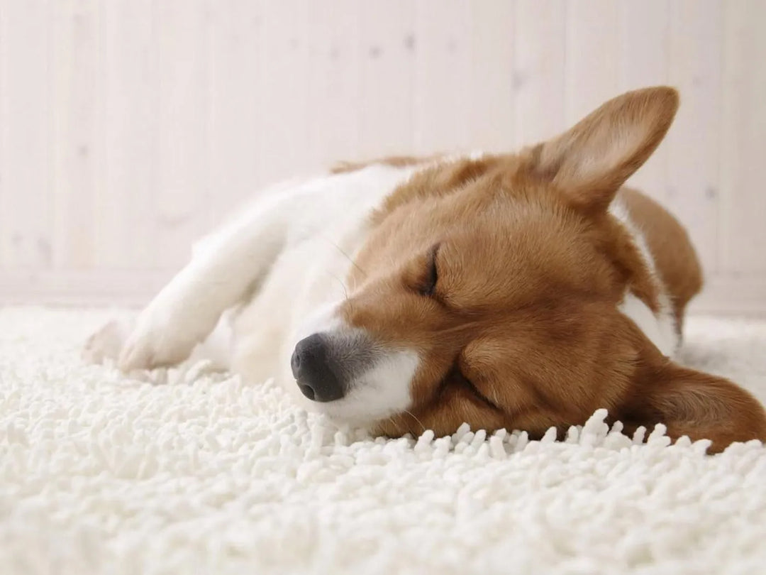 Reasons why your pet is lethargic - PetsCura