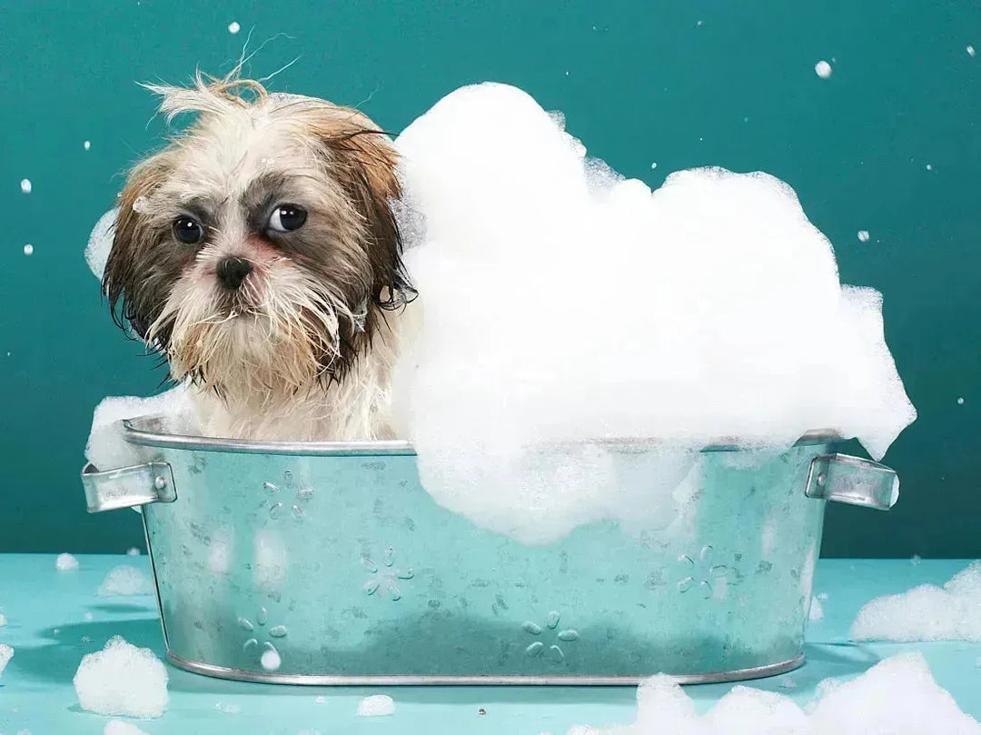 How to make your dog enjoy bath time - PetsCura