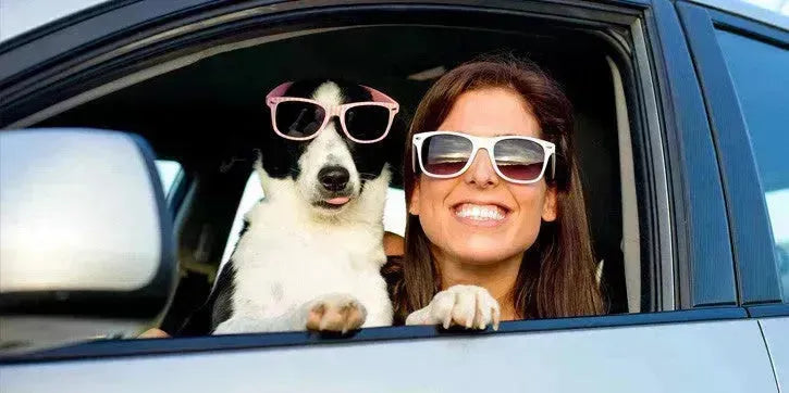 Road-tripping with your dog - PetsCura