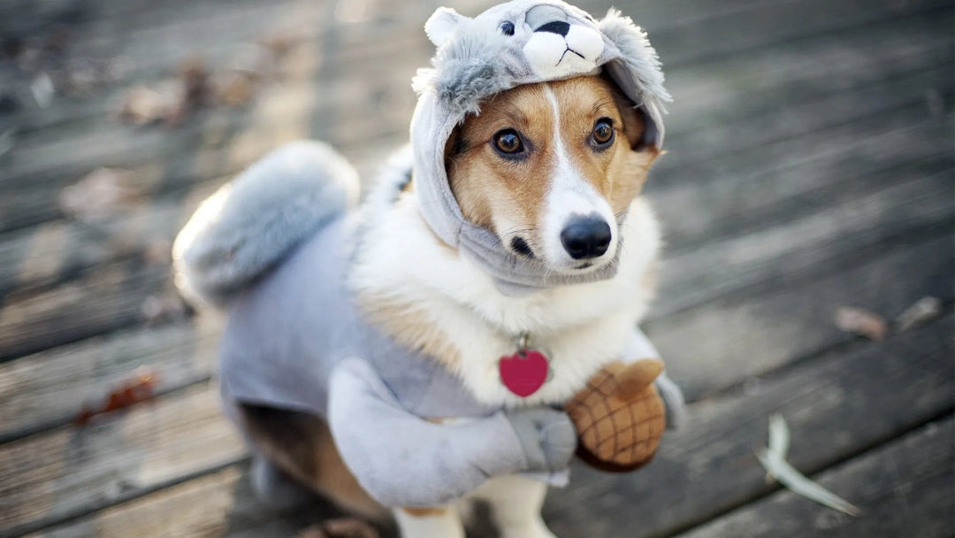 Cutest Dog Pictures on the Internet today! - PetsCura