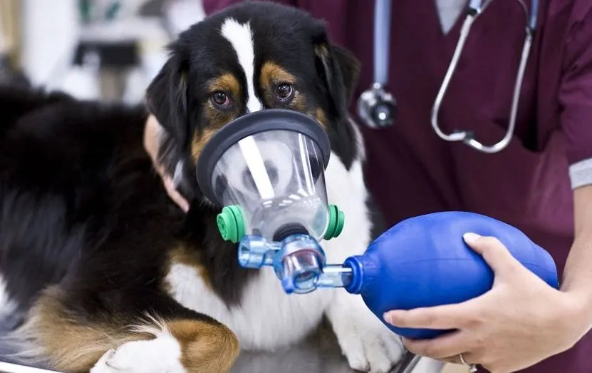 How you maybe responsible for Cancer in your Pet? - PetsCura