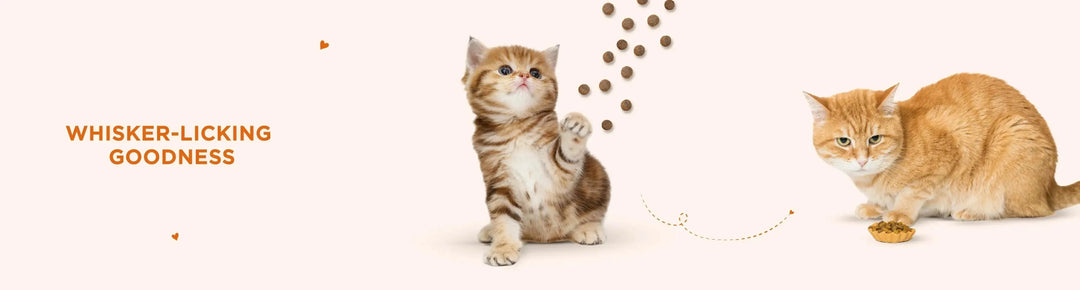 Cat Treats - PetsCura