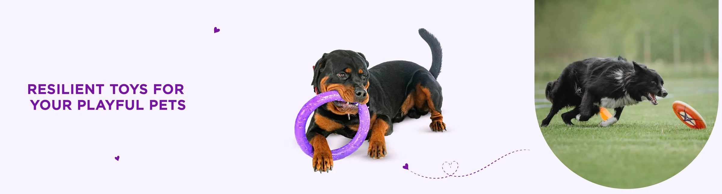 Fetch & Tug Toys - PetsCura