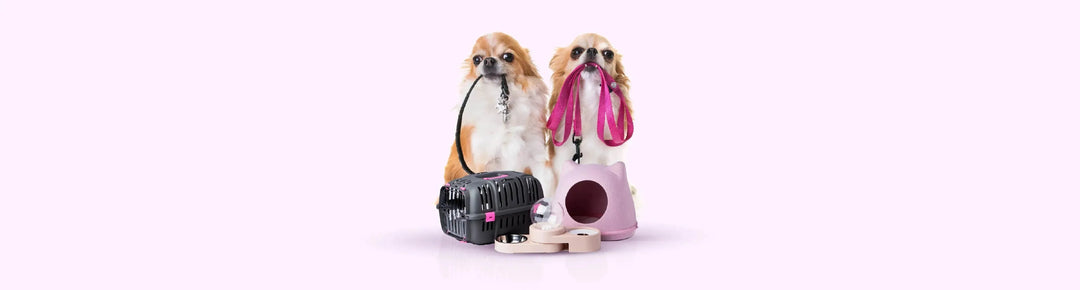 Dog Accessories - PetsCura