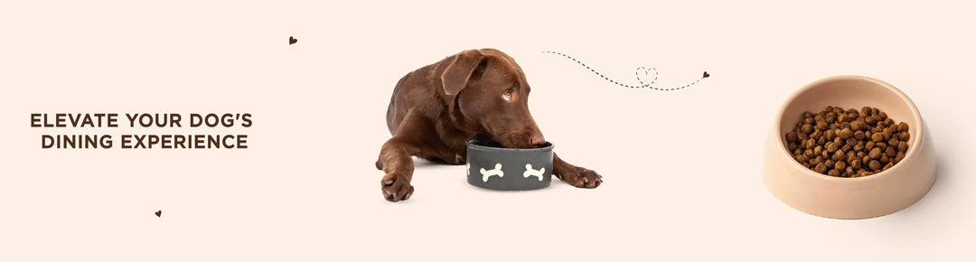 Dog Bowls - PetsCura