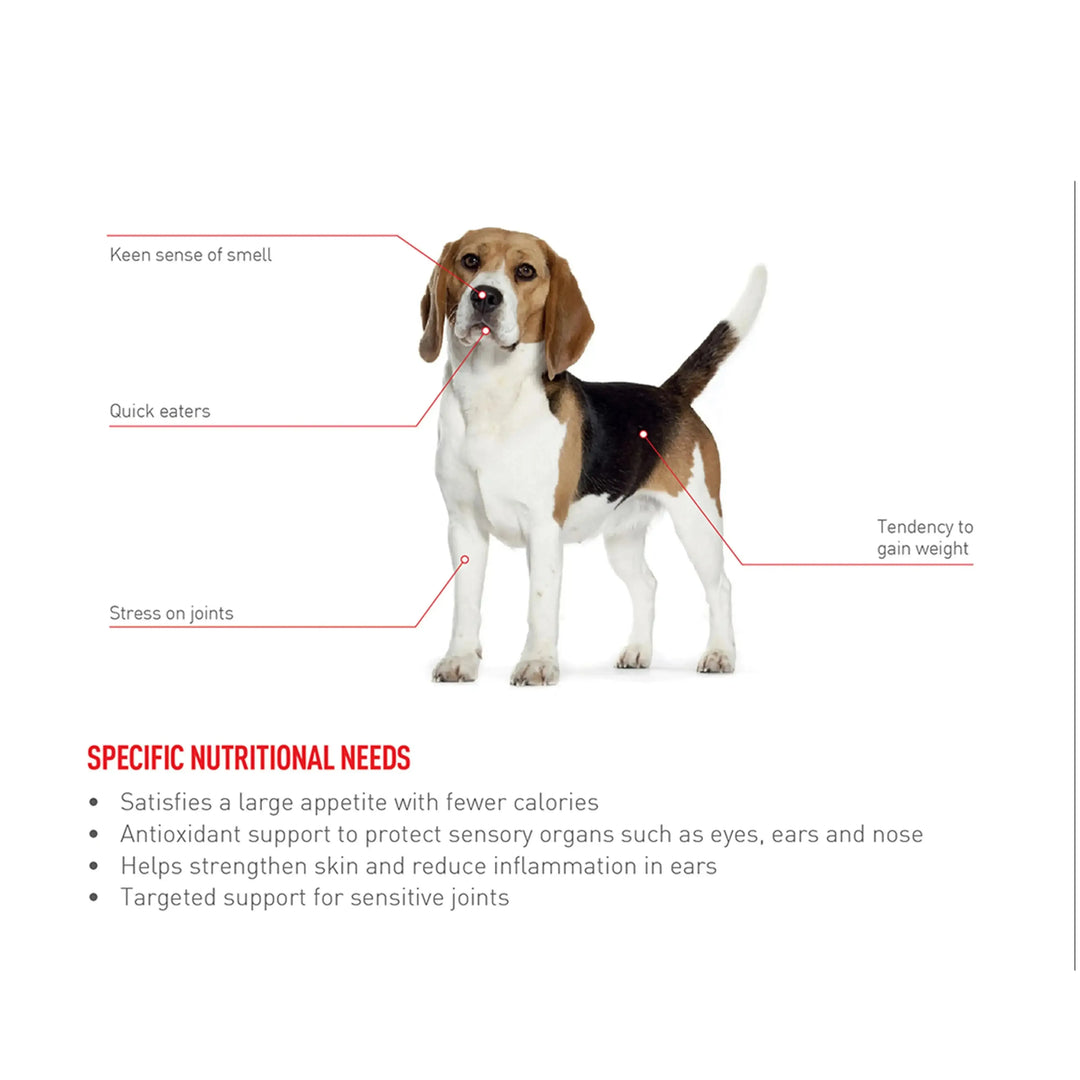 Royal Canin Beagle Adult - PetsCura